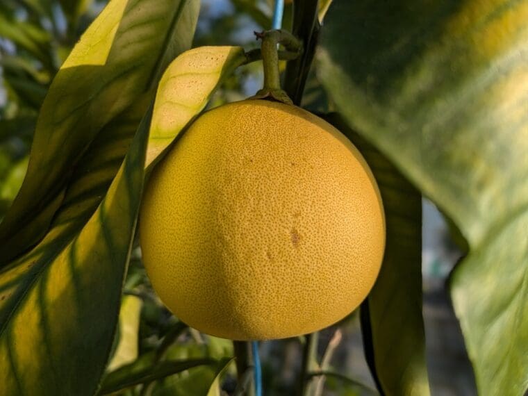 citrus-maxima-chandler-24-12