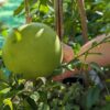 un grand pamplemousse encore vert dans une main