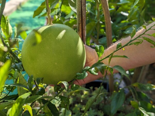 un grand pamplemousse encore vert dans une main