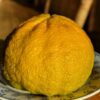 Citrus Ugly fruits avec une peau bosselée beaucoup de parfum