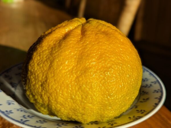 Citrus Ugly fruits avec une peau bosselée beaucoup de parfum