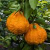 Citrus Ugly fruits avec une peau bosselée beaucoup de parfum