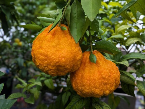 Citrus Ugly fruits avec une peau bosselée beaucoup de parfum