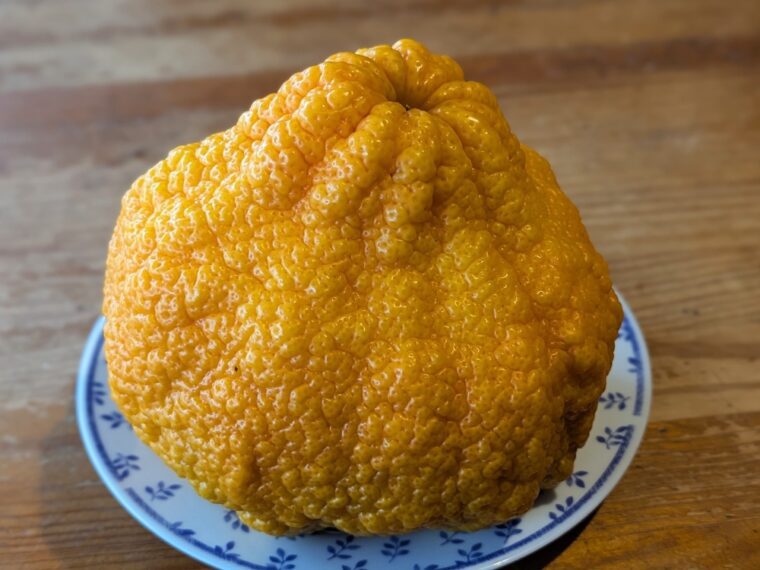 citrus-tangelo-ugly-26-1-5 - Copie