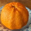 un citrus ugli orange avec peau bosselée posée sur une assiette