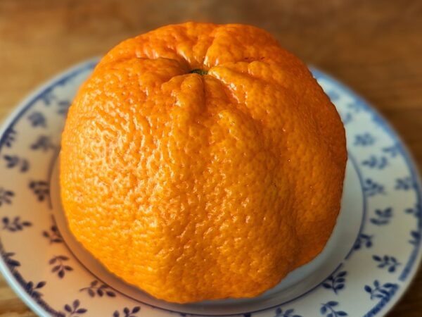 un citrus ugli orange avec peau bosselée posée sur une assiette