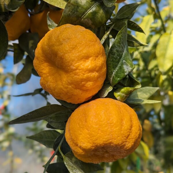 deux fruits de Yuzu 30 sur une branche