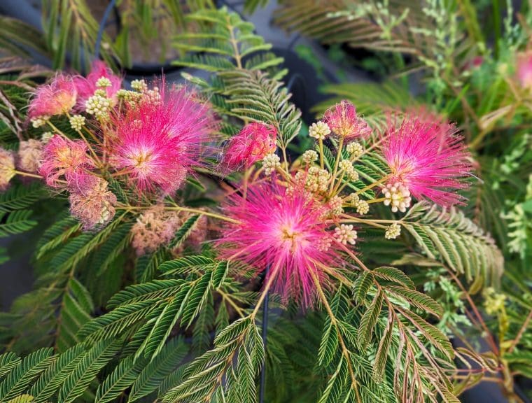 albizia-julibrissin-rouge