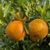 Jolis fruits de Clemenruby mur, bien orange, sur l'arbre