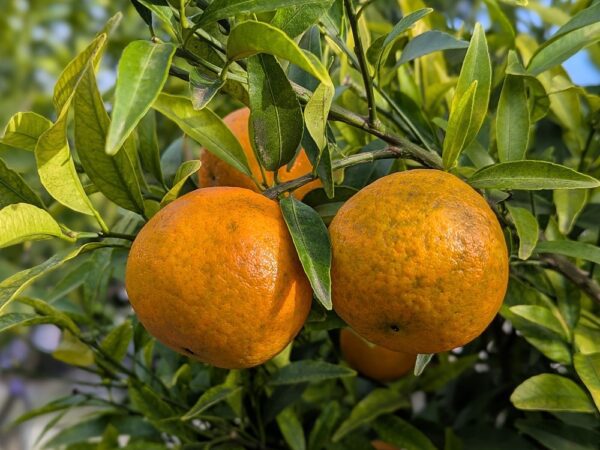 Jolis fruits de Clemenruby mur, bien orange, sur l'arbre