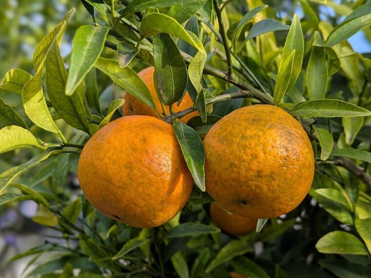 citrus-clementina-clemenruby