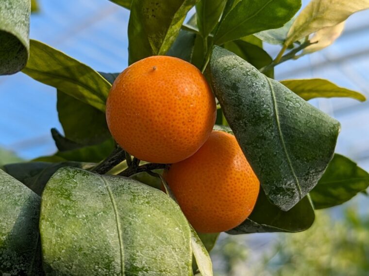 citrus-clementine-michal-11-23-1