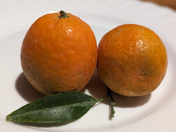 deux clémentines orogrande posée sur une assiette avec une feuille verte