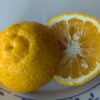 Citrus sphaerocarpa sur FA5, Citrus Kabosu, lime japonaise, très résistante au froid
