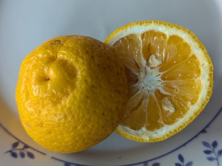 citrus-kabossu-26-1