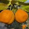 deux mandarines juanita, bien orange sur une branche avec plusieurs feuilles vertes