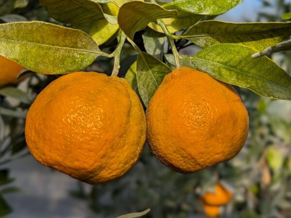 deux mandarines juanita, bien orange sur une branche avec plusieurs feuilles vertes