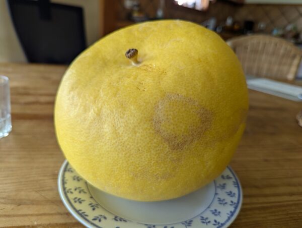 pamplemousse très gros sur une assiette