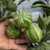 trois oranges rayés de brésil sur leur branche et tenues par une main