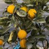 plusieurs oranges rayé de brésil sur l'arbre