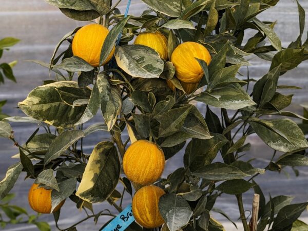 plusieurs oranges rayé de brésil sur l'arbre