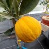 Un rayé de Brésil jaune