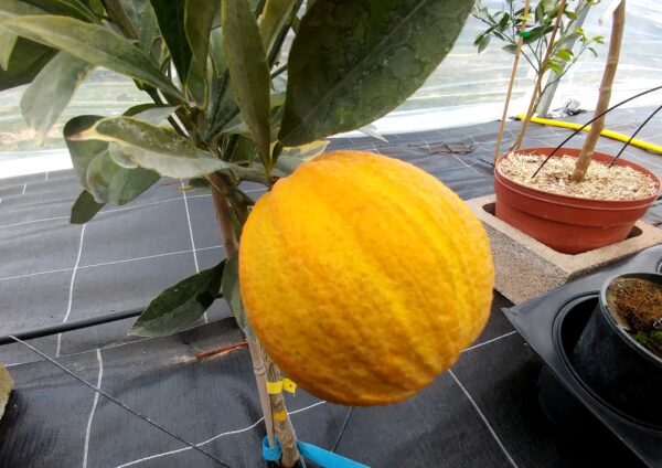 Un rayé de Brésil jaune