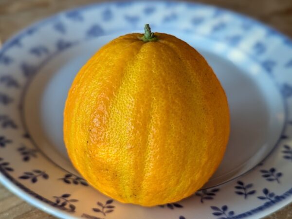 une orange rayé du brésil sur une assiette