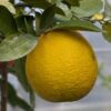 un citrus taiwanica sur une branche
