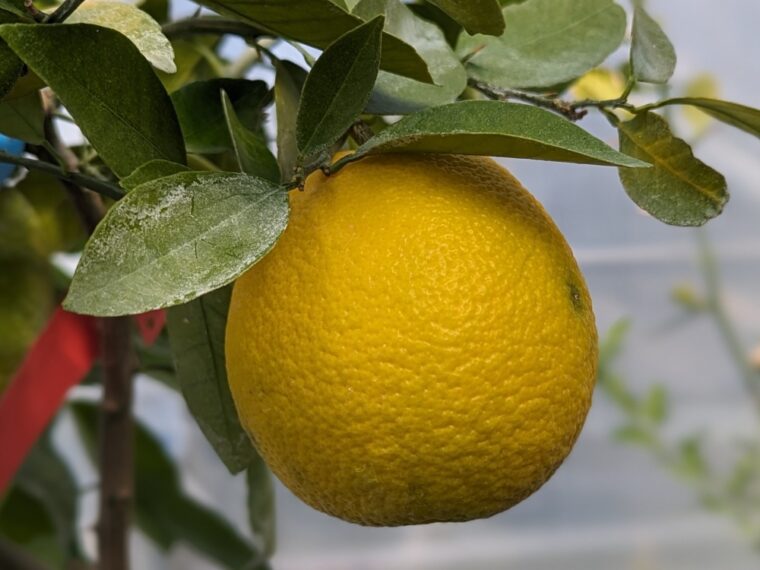 citrus-taiwanica-11-23