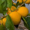 Nansho Daidai ou Taiwanica, agrume très résistant au froid pouvant être utilisé comme citron