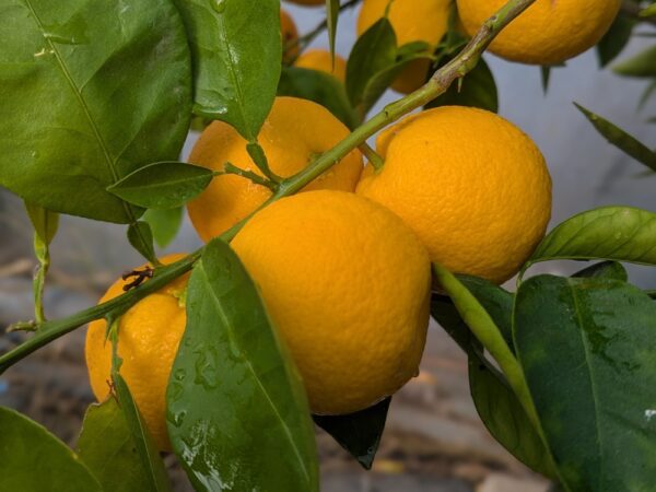 Nansho Daidai ou Taiwanica, agrume très résistant au froid pouvant être utilisé comme citron