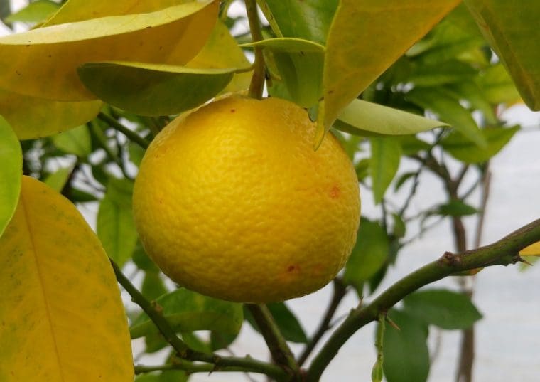 citrus-taiwanica