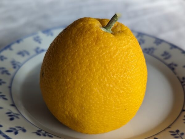 un beau citrus taiwanica jaune sur une assiette