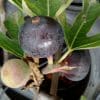 figuier montana nera pour culture en pot ou petit jardin