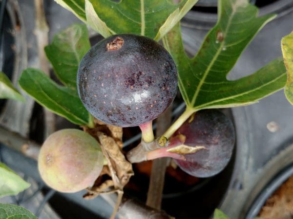 figuier montana nera pour culture en pot ou petit jardin