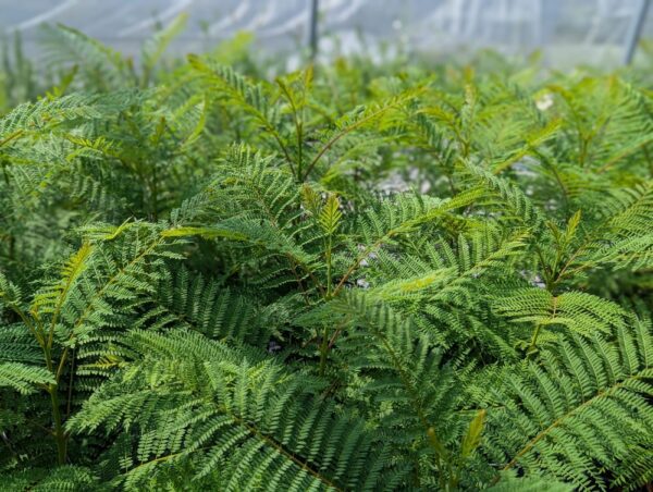 mer de feuilles de jacaranda mimosifolia