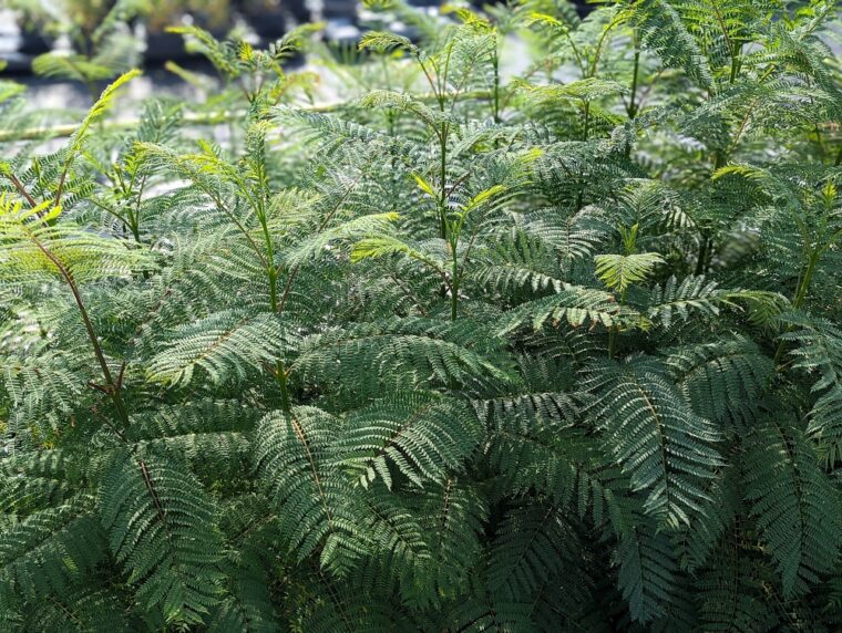 jacaranda-mimosifolia-25-8