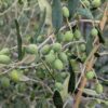 plein d'olives vertes d'olea europaea cailletier sur l'arbre