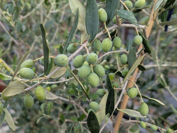 plein d'olives vertes d'olea europaea cailletier sur l'arbre