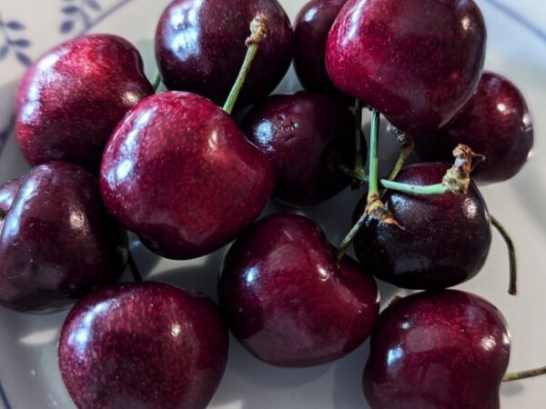 Cerises noirs burlat avec queue