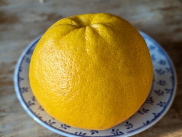 Un gros citrus maxima cocktail sur une assiette