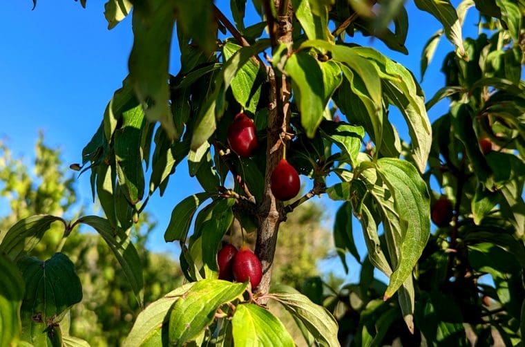 cornus-mas-podolski