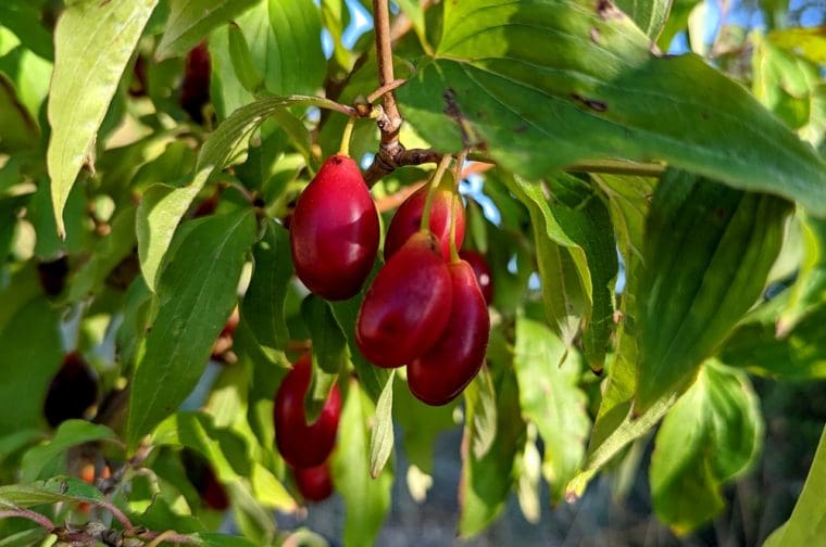 cornus-mas-szafer