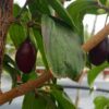Fruits de couleur foncé de Cornus mas Dublany