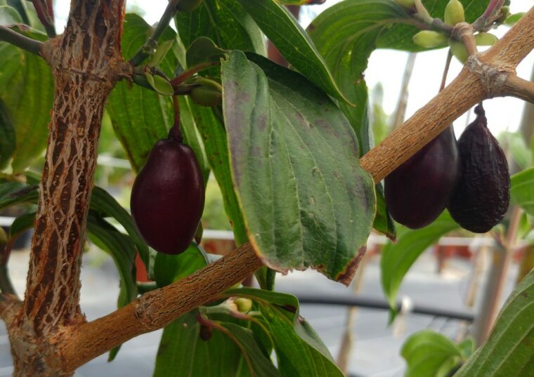 cornus-mas-fruit