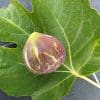 ficus carica cavaliere