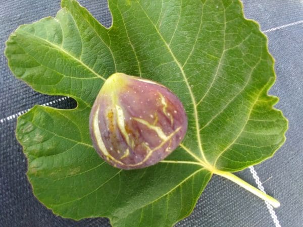 ficus carica cavaliere
