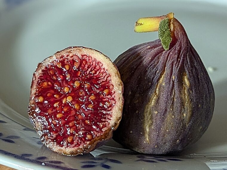 ficus-carica-celeste
