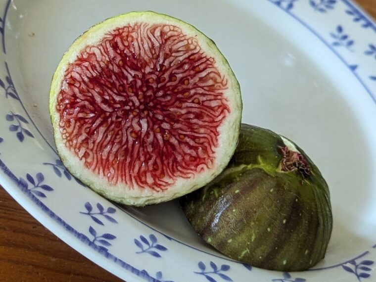 ficus-carica-cavaleire-baud-25-8-21